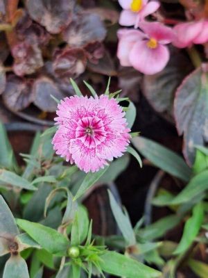 Die Stillleben mit Zinnias! Eine farbenfrohe Hommage an die mexikanische Lebensfreude